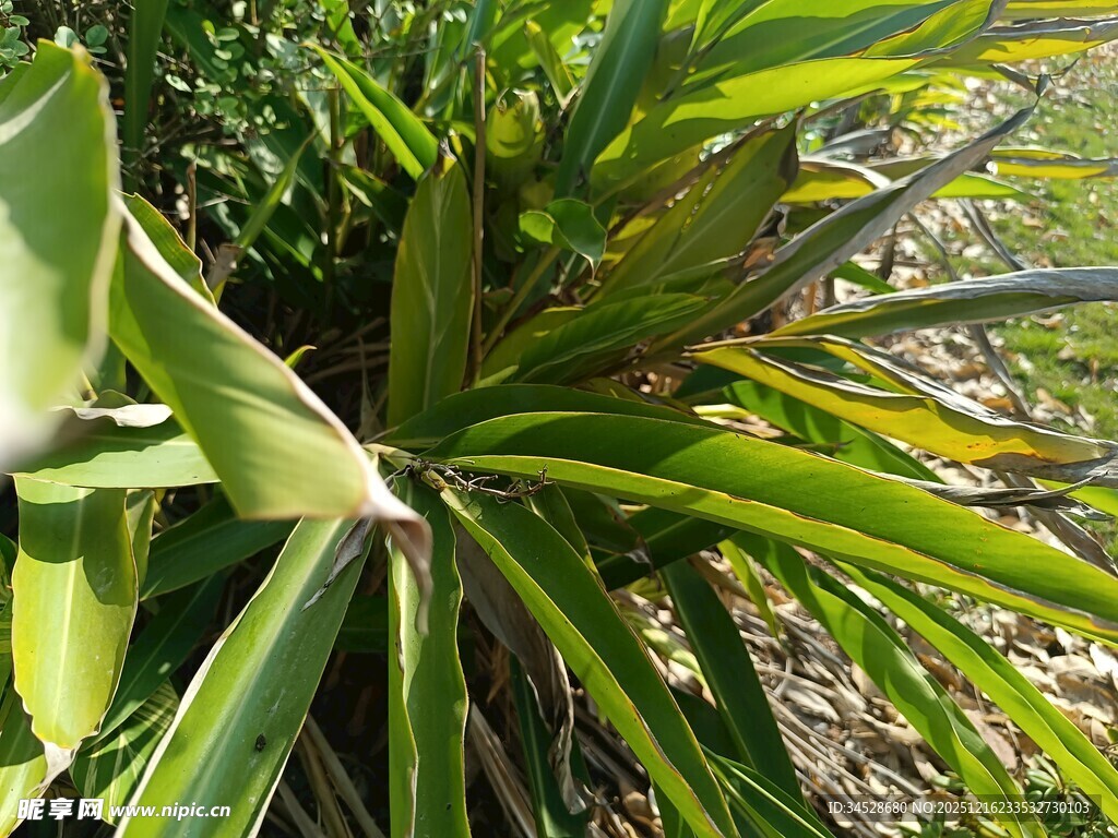 翠绿剑叶植物特写