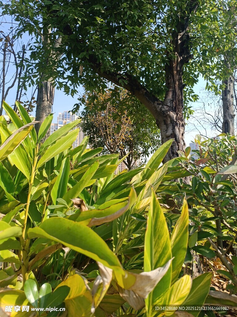 阳光下的绿植与树木