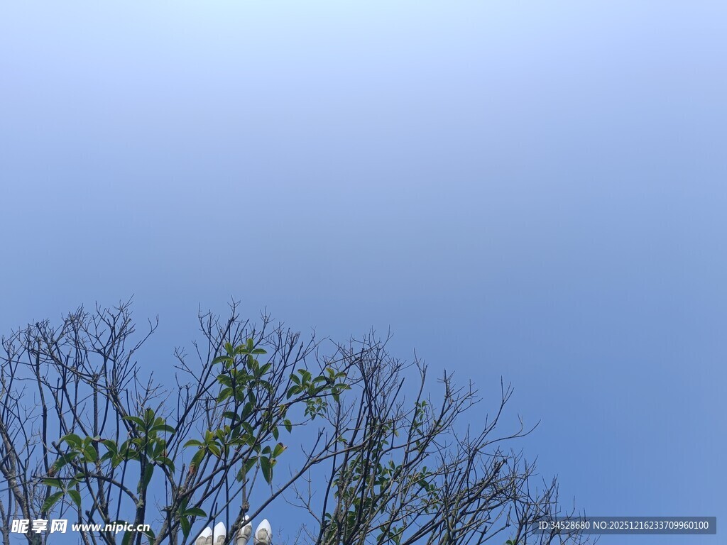 蓝天映衬下的光秃树枝