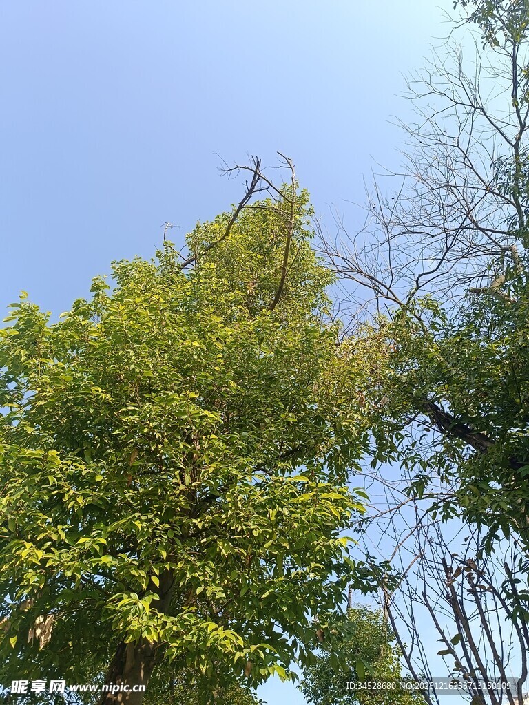 蓝天映衬下的葱郁绿树