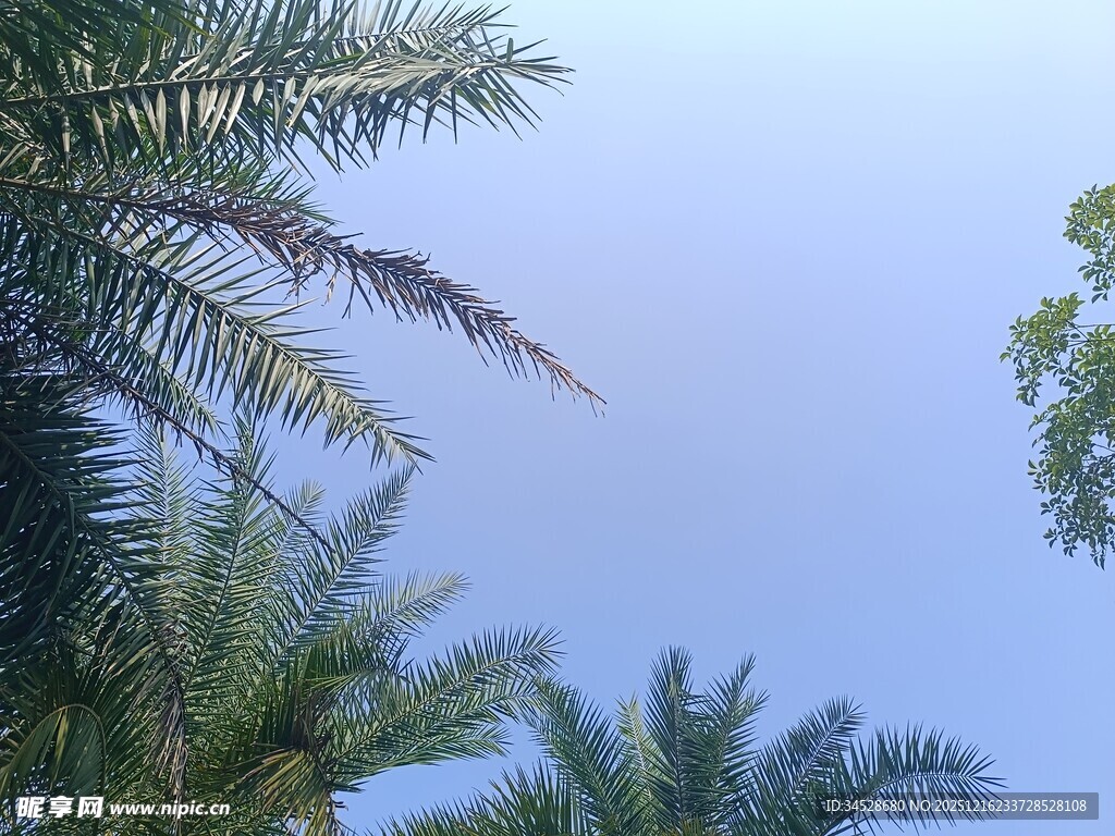 仰视下的棕榈树与蓝天