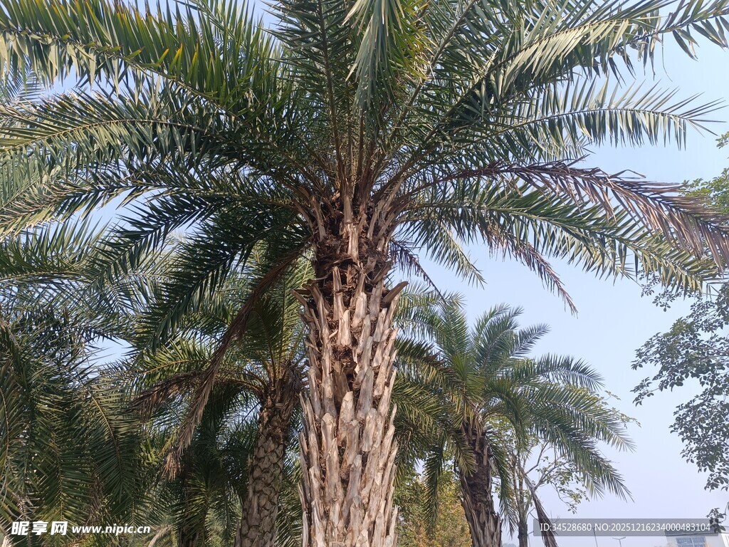 高大挺拔的棕榈树景观