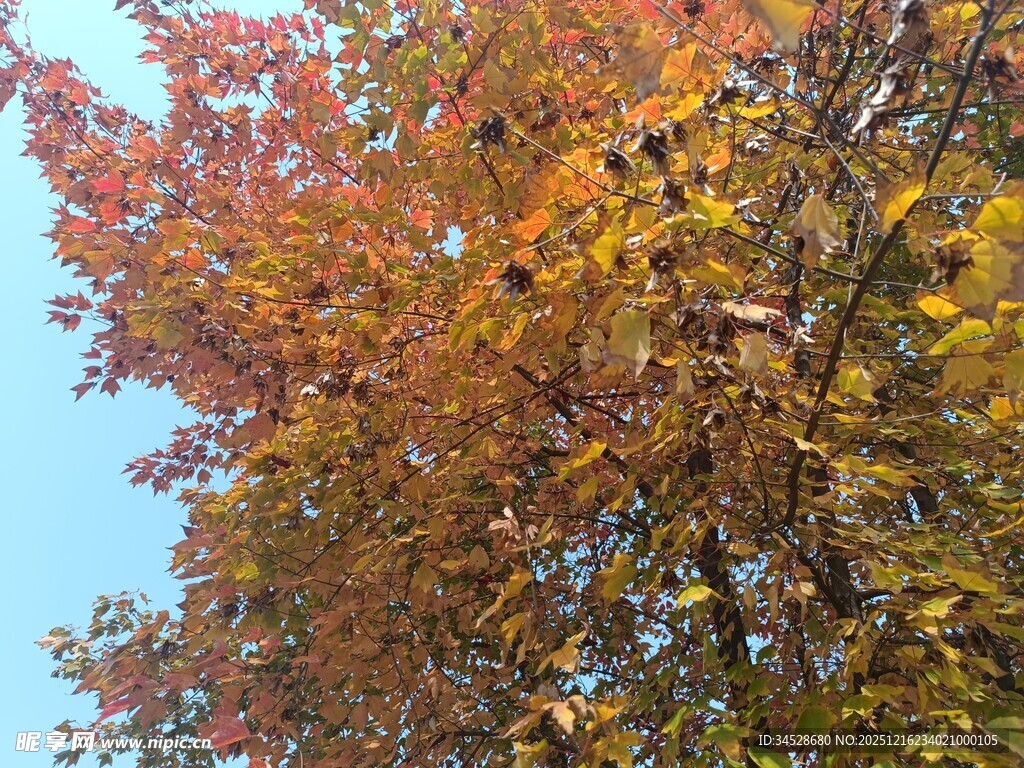 秋日斑斓树叶映蓝天