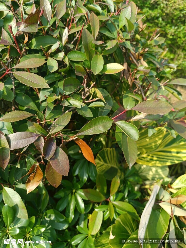 多彩叶片植物景观