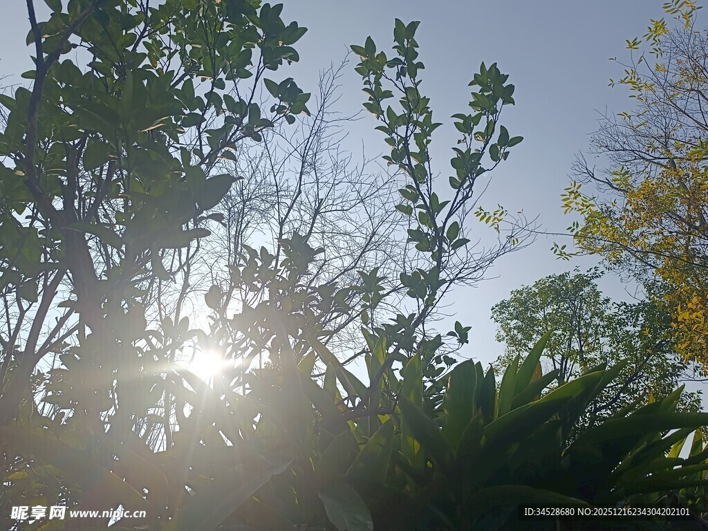 阳光透过枝叶洒下美景