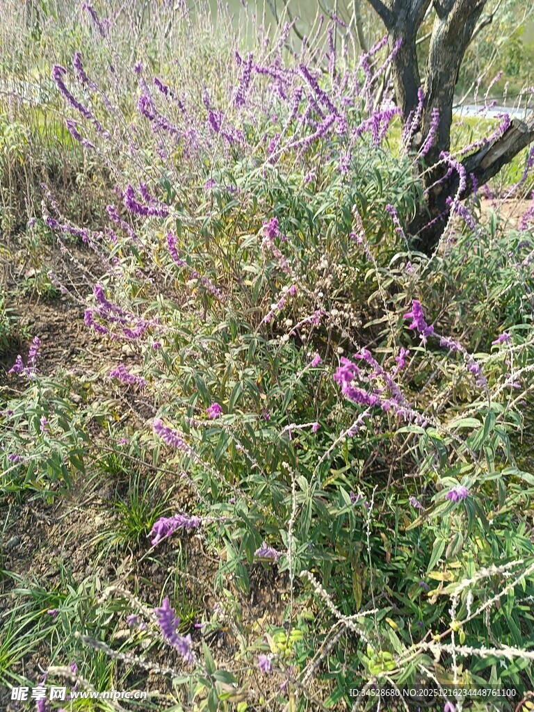 野外紫色小花与绿植景观