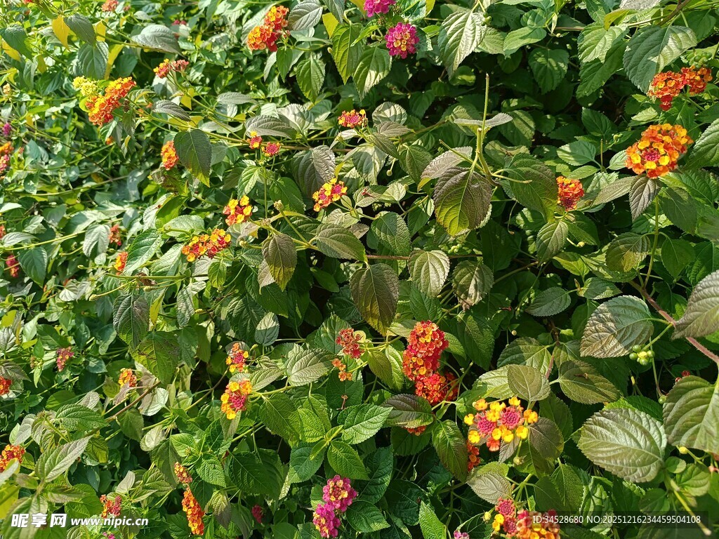 多彩花卉绿植景观