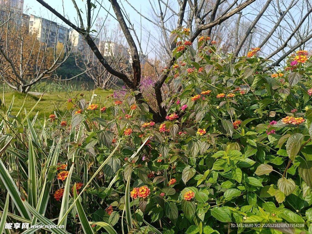 春日繁花与绿植景观