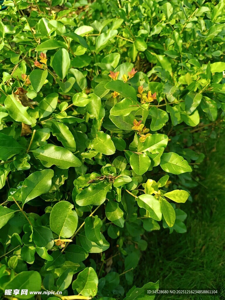 翠绿繁茂的植物叶片