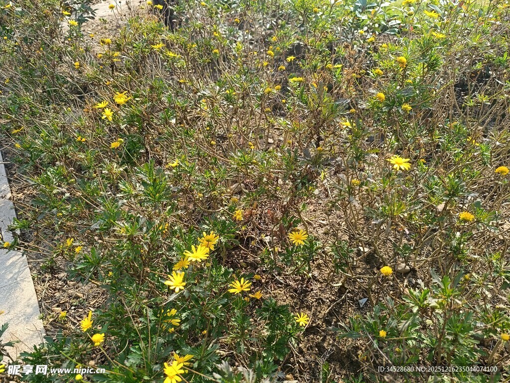 野外绽放的黄色小花
