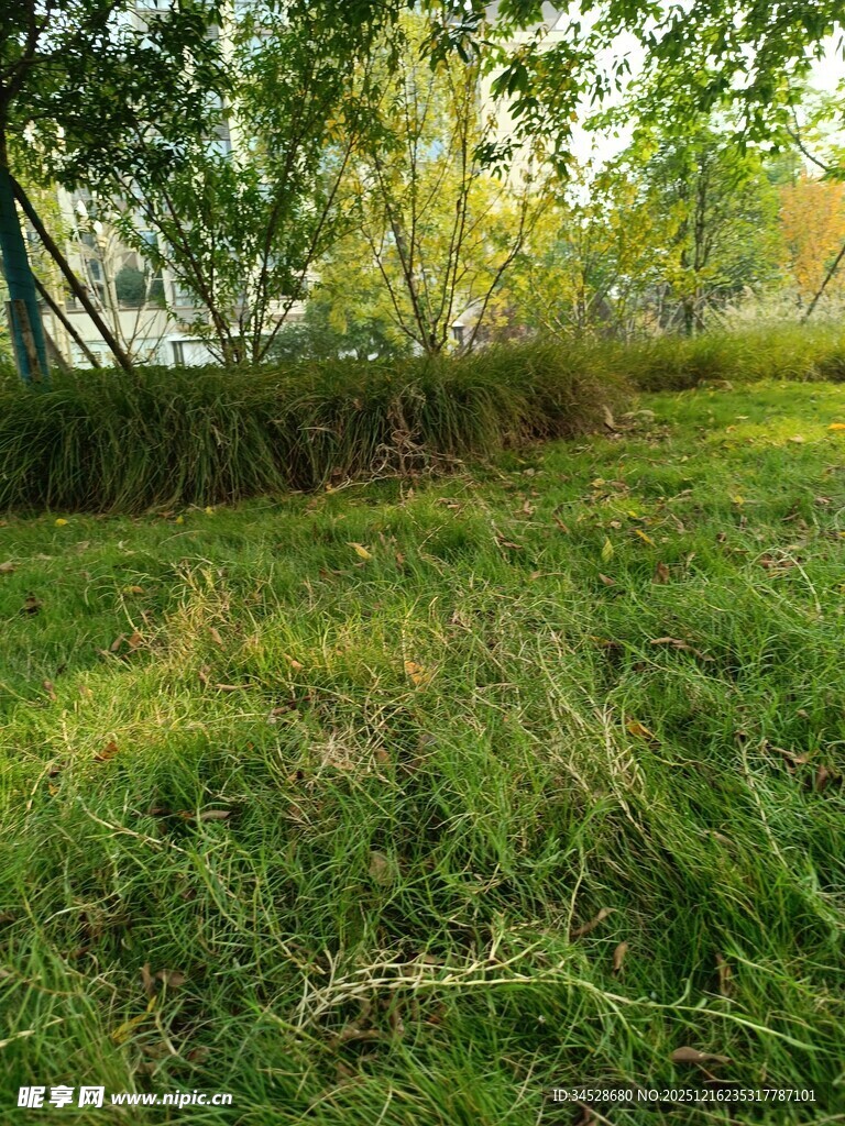 阳光照耀下的翠绿草地