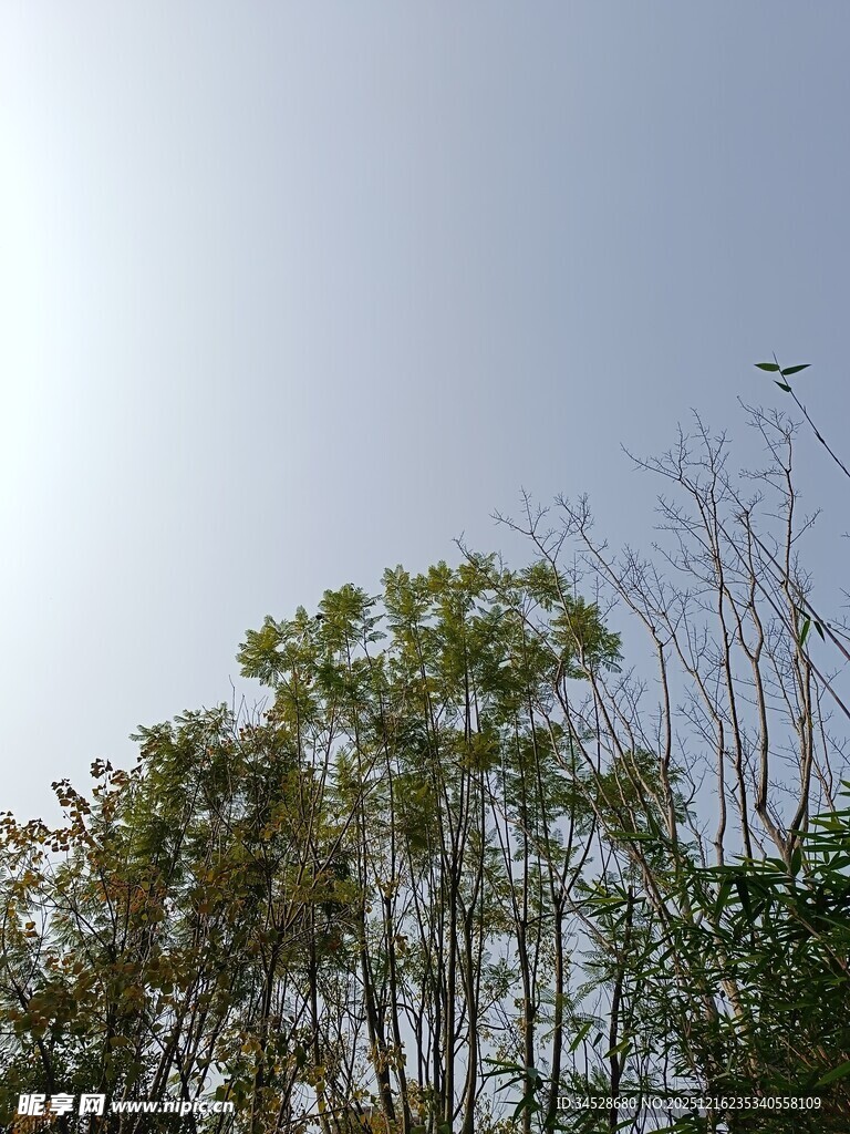 阳光下的树木景观