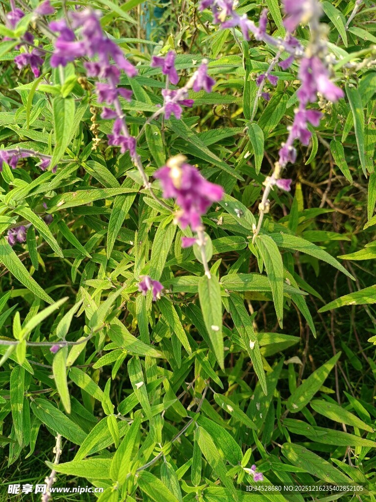 紫色野花绽放于绿叶间