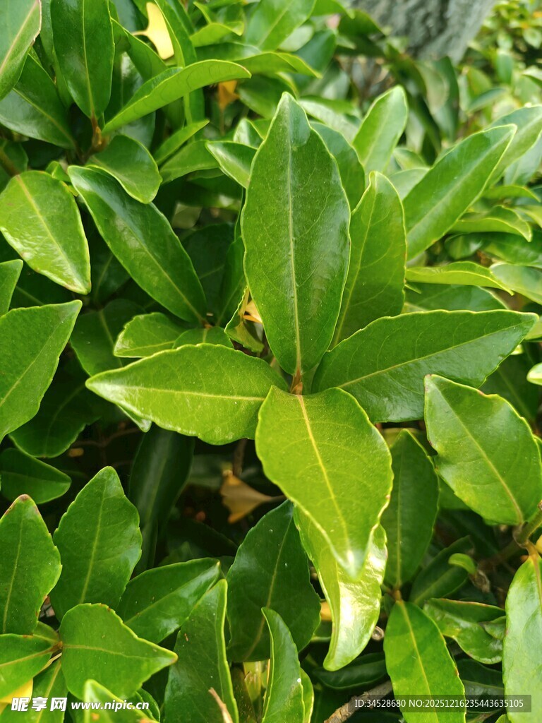 翠绿叶片的清新植物