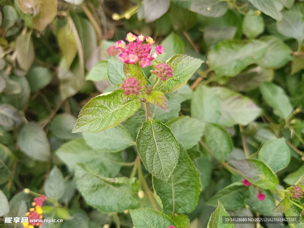 娇艳小花绽放绿叶间