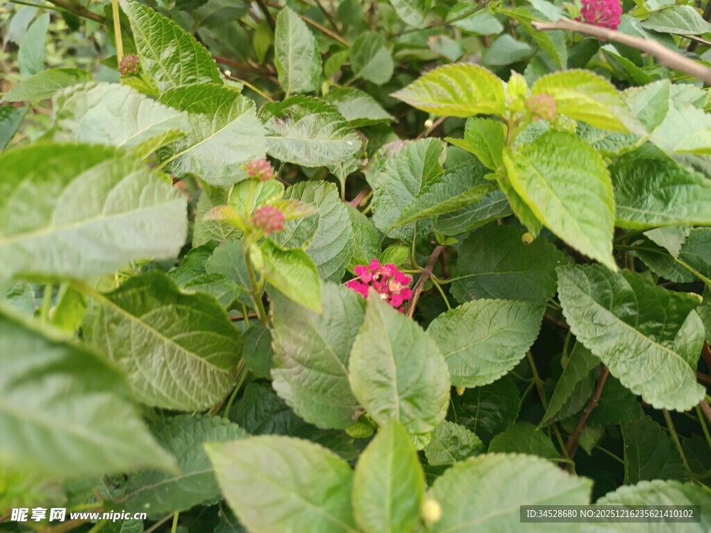 绿叶间的娇艳红花