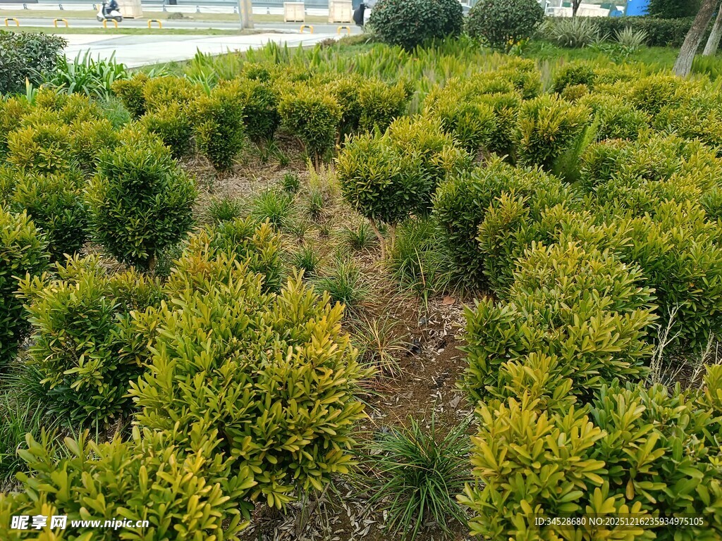 绿意盎然的灌木景观