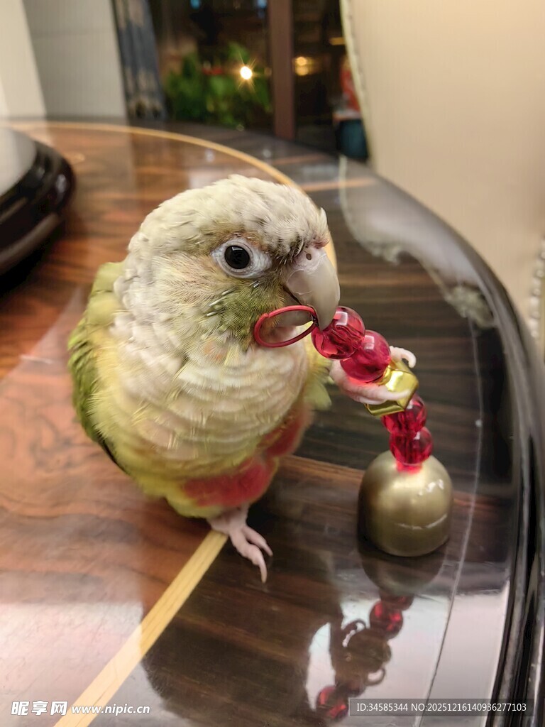 鹦鹉叼着彩色物件玩耍