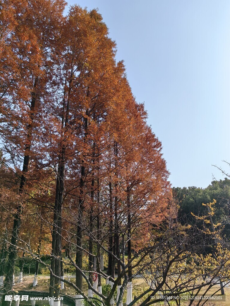 秋日红杉林美景