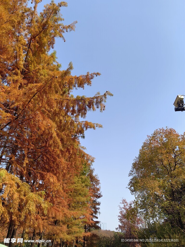 秋日林间飞鸟美景