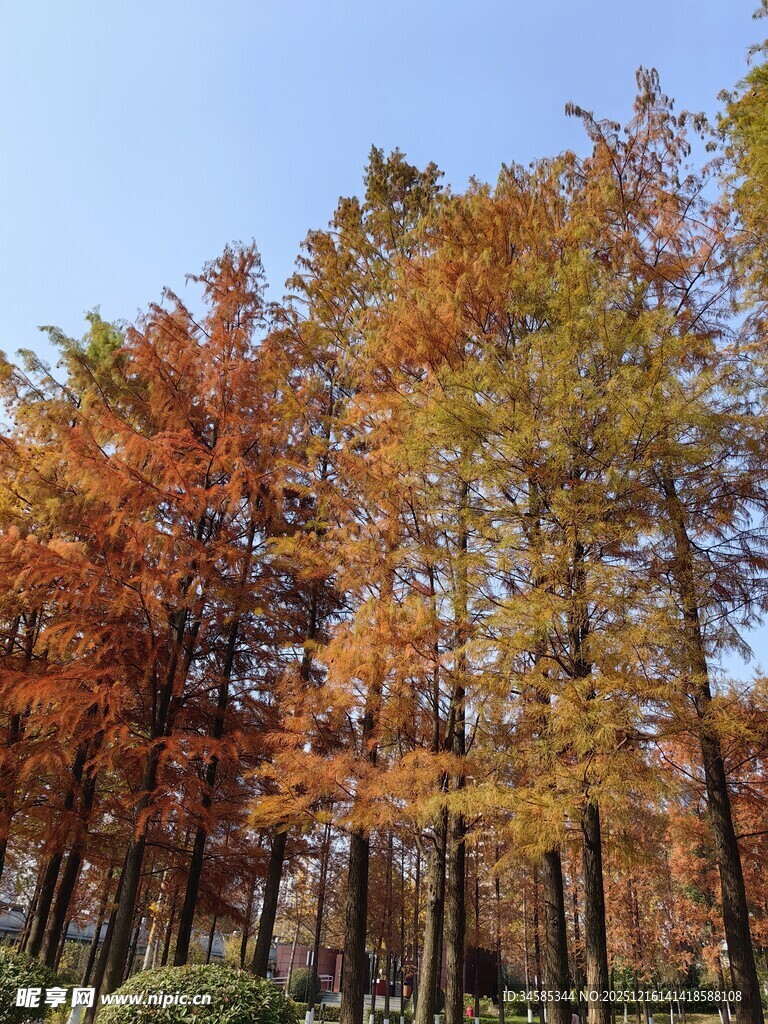 秋日斑斓树林美景