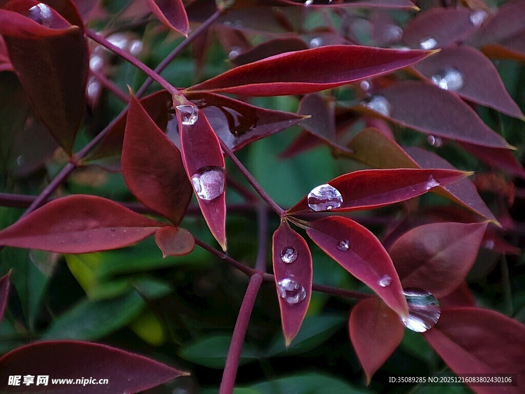 带水珠的深红叶片植物