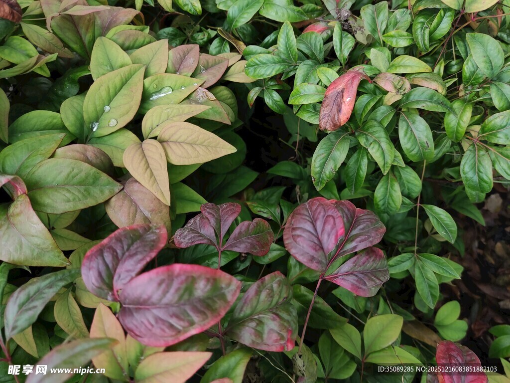 多彩斑斓的斑斓叶植物