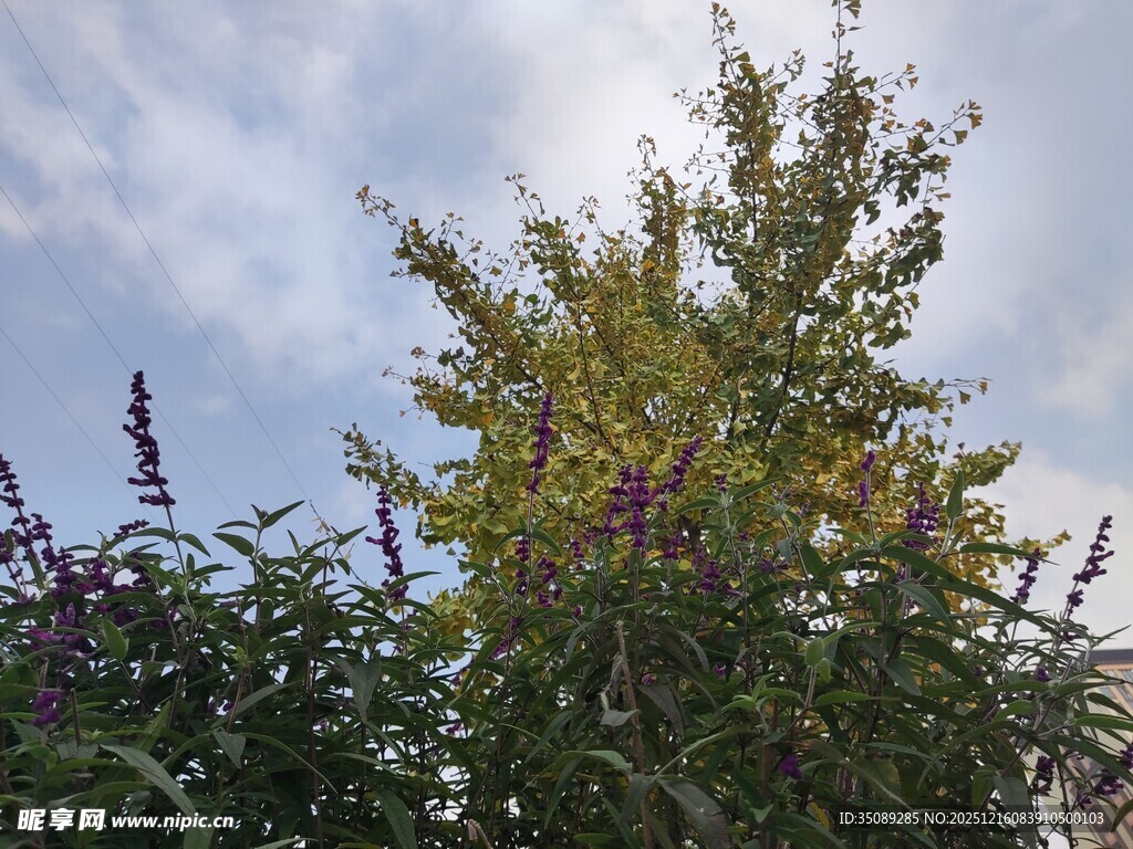 秋日繁茂绿植与蓝天景象