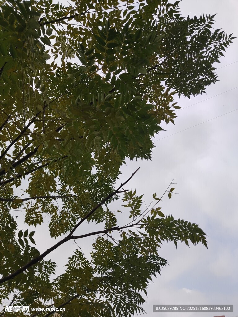 枝叶繁茂的树梢