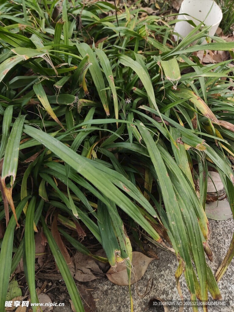 翠绿细长叶片的丛生植物