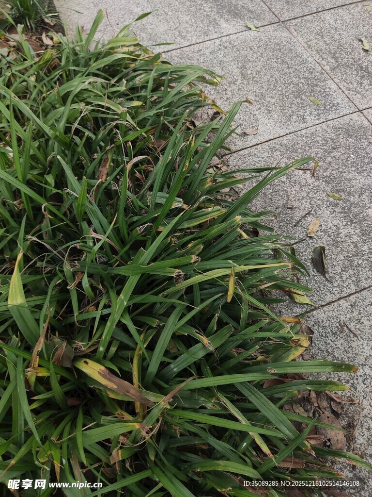 路边葱郁的丛生绿植