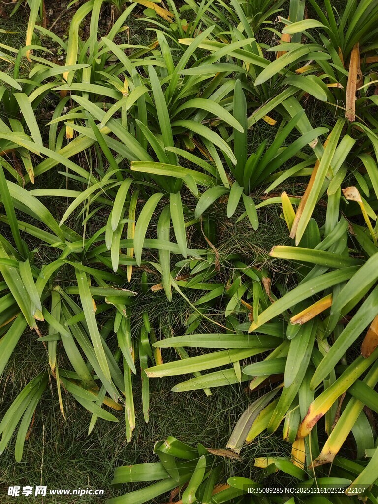 翠绿繁茂的叶片植物景观