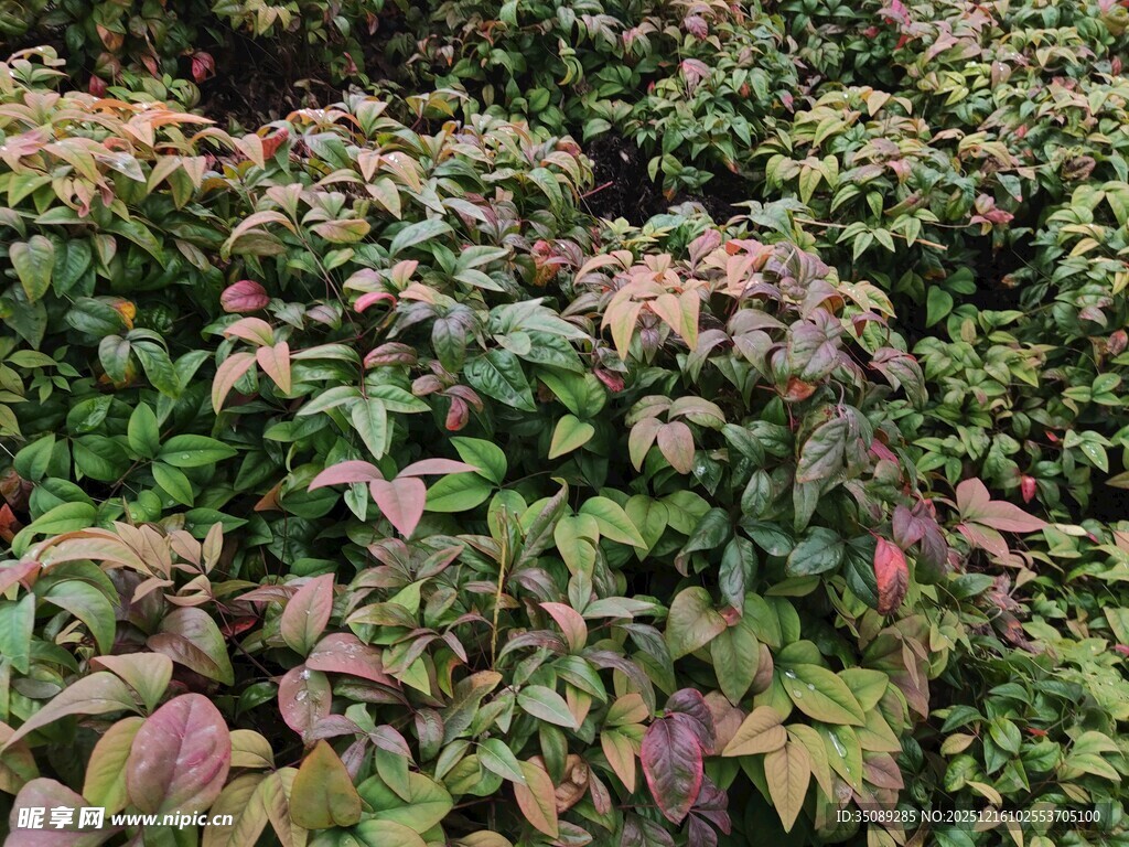 多彩叶片植物景观