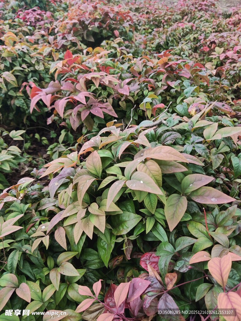 多彩叶片植物景观