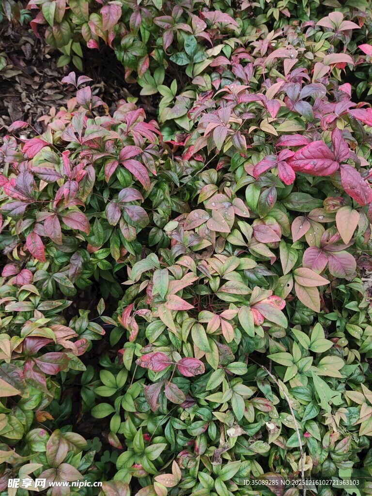 多彩斑斓的变色植物景观