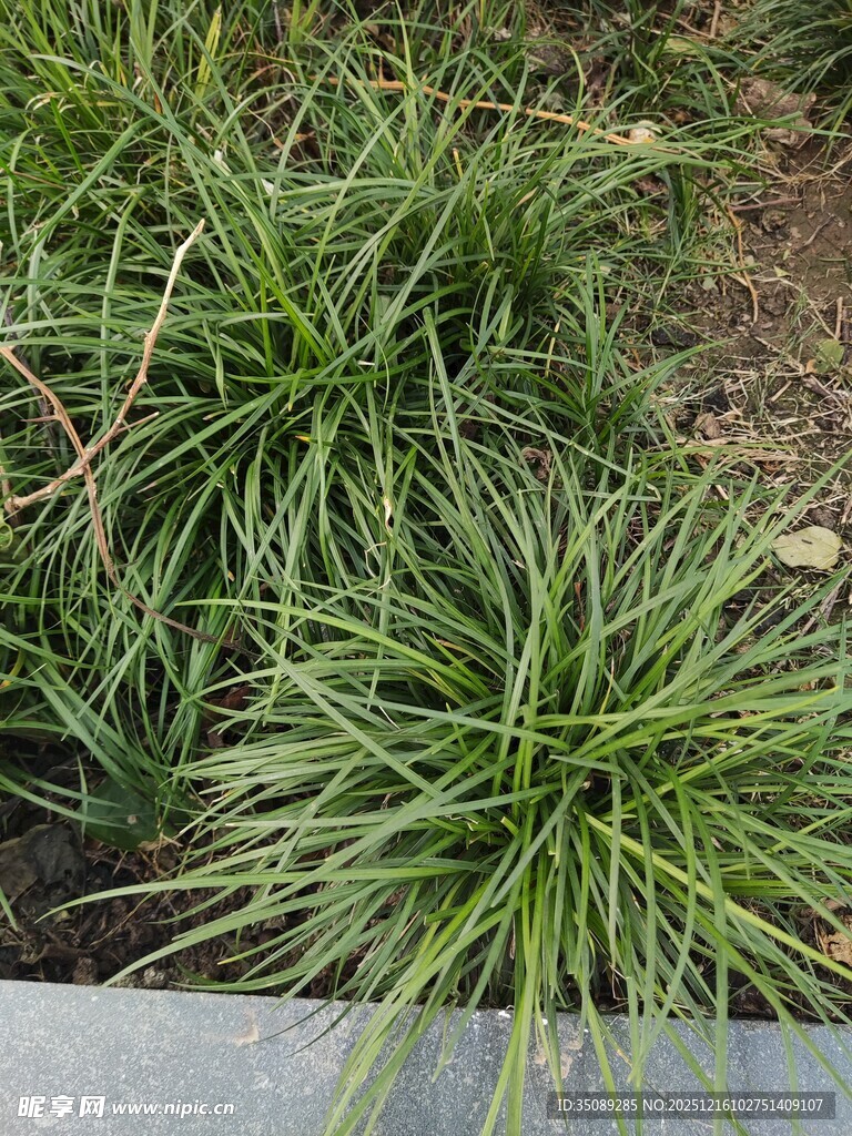 翠绿细长草生机盎然
