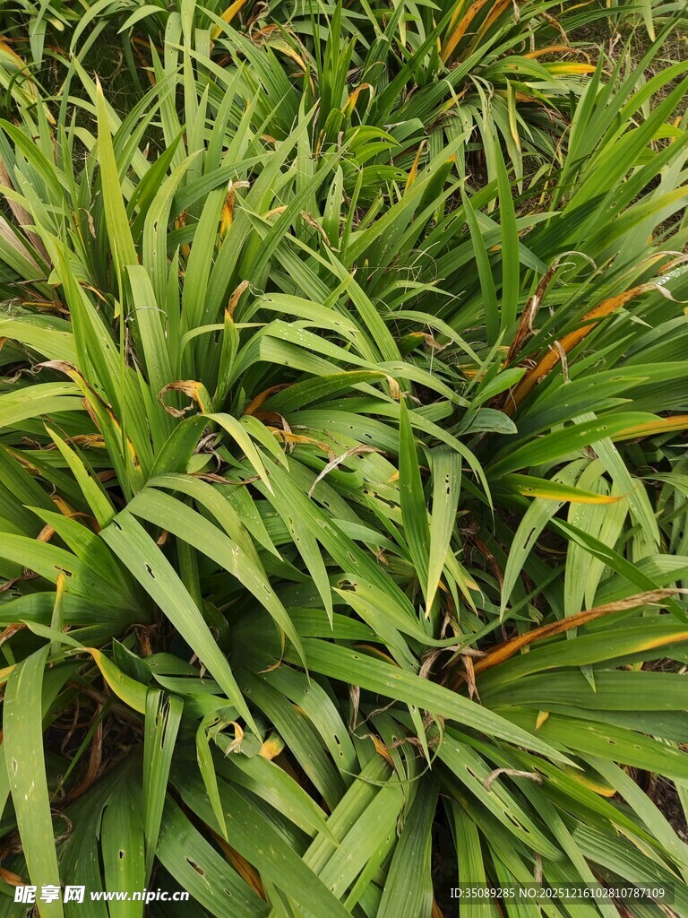 翠绿繁茂的热带植物叶片