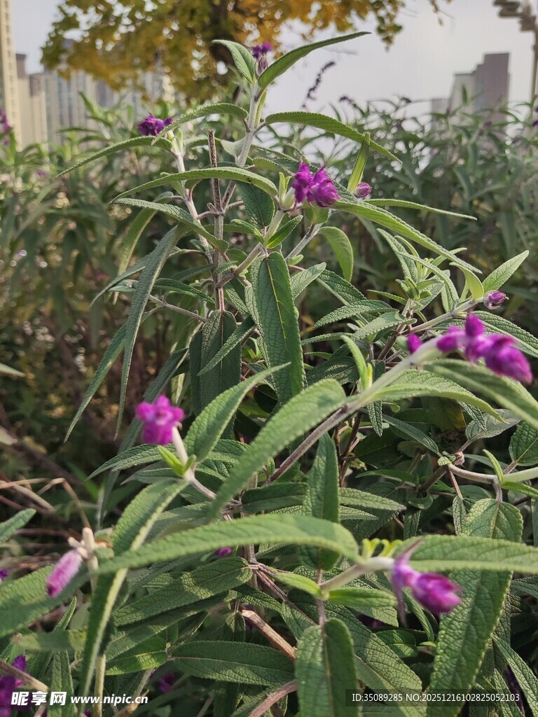 紫色野花绽放于绿叶间