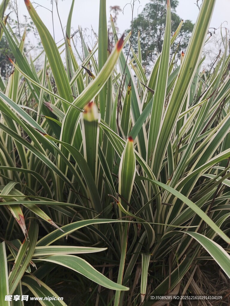 翠绿剑叶植物特写
