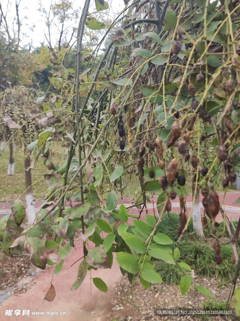 藤蔓植物繁茂的田园景象