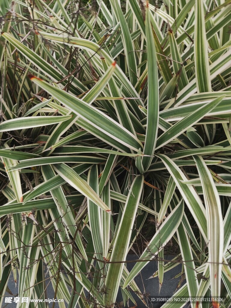 条纹绿植特写