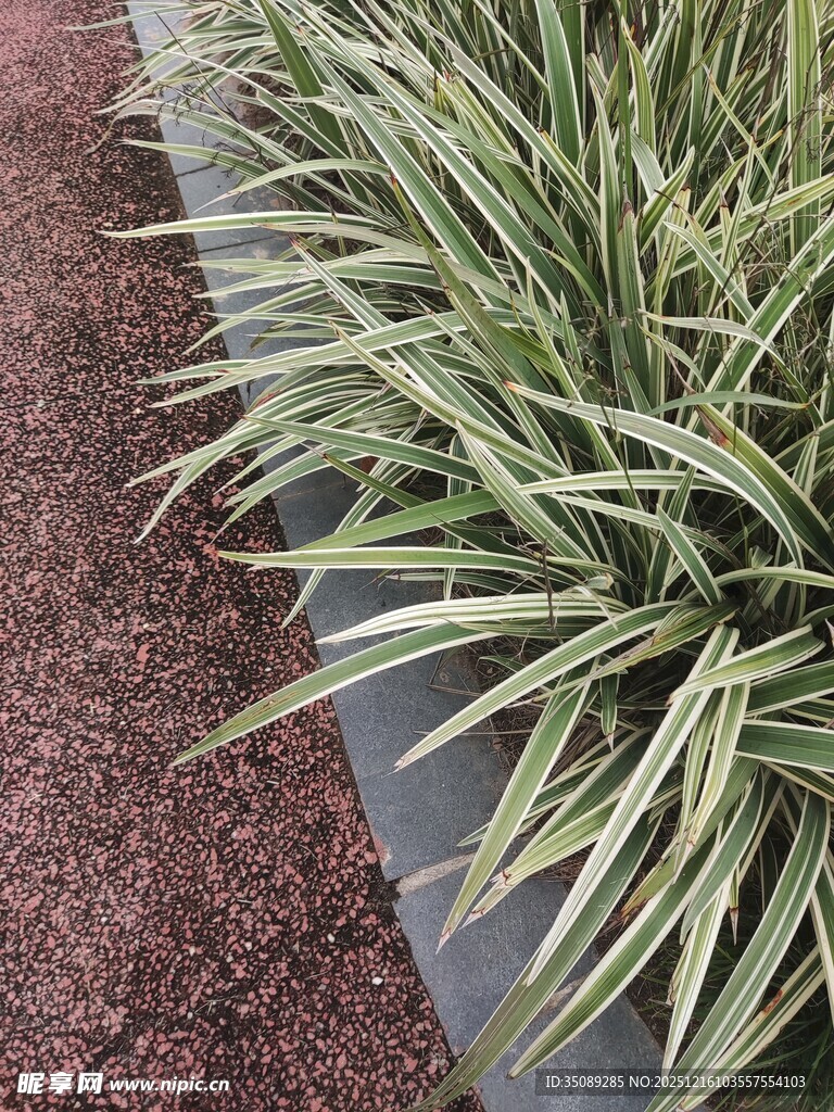 翠绿芒草清新自然景致