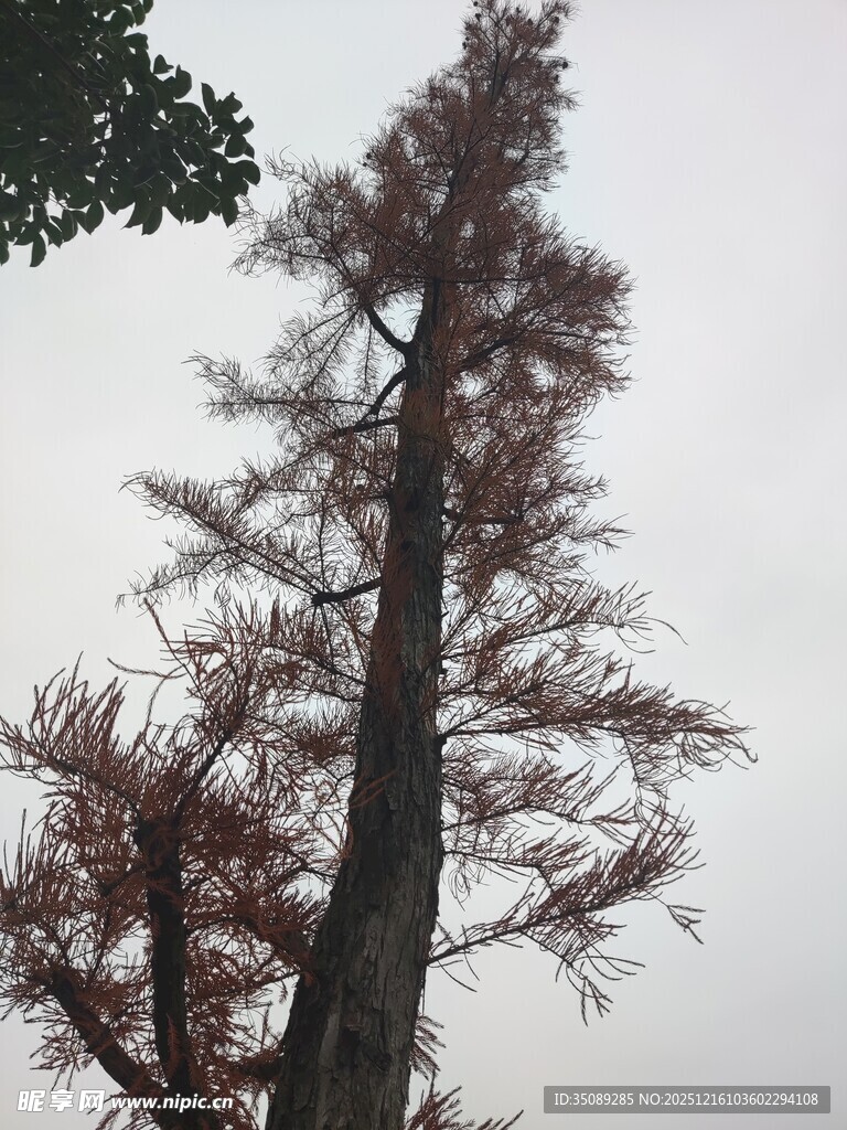 高耸水杉树枝叶泛红