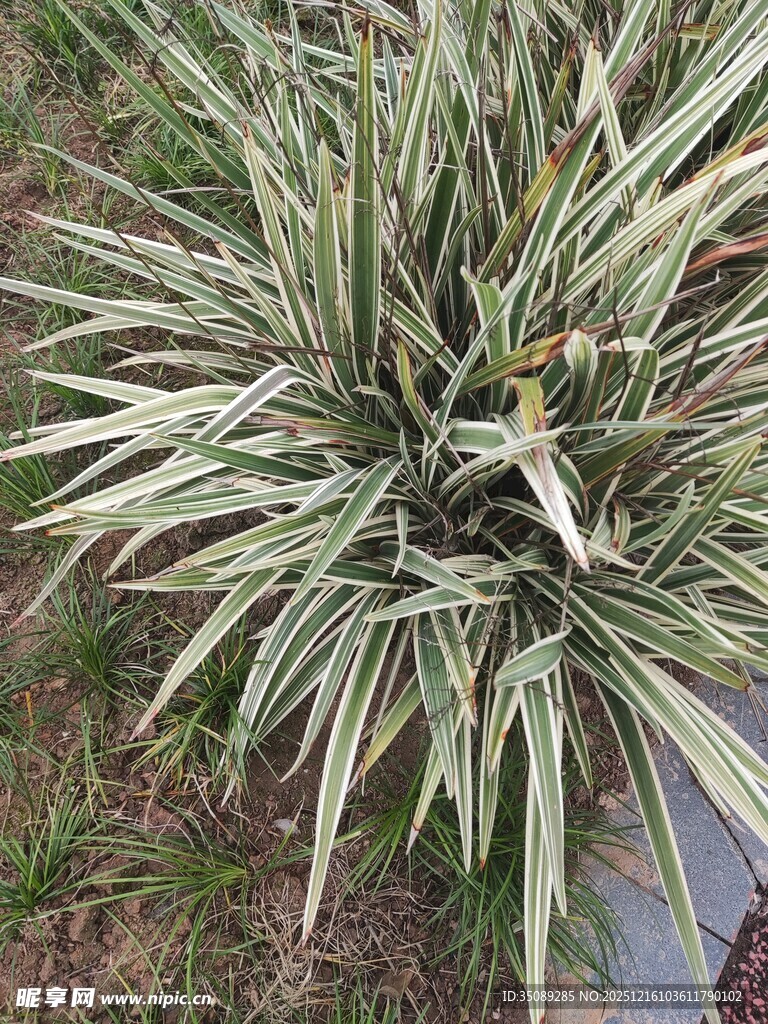 银边山菅兰植物特写
