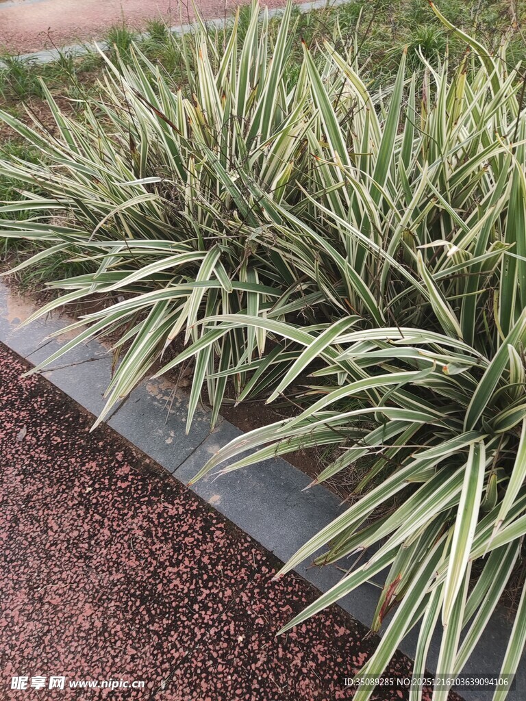 翠绿观赏草生机盎然