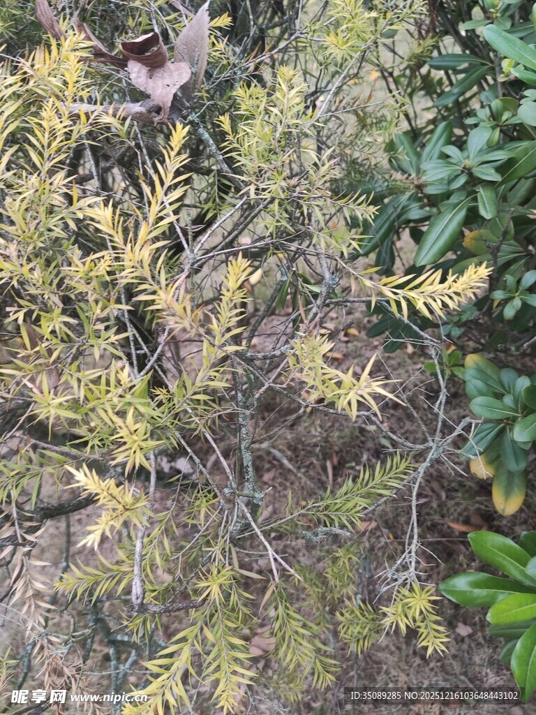 枝叶繁茂的植物景观