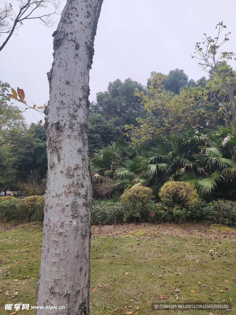 树干旁的绿意盎然景色