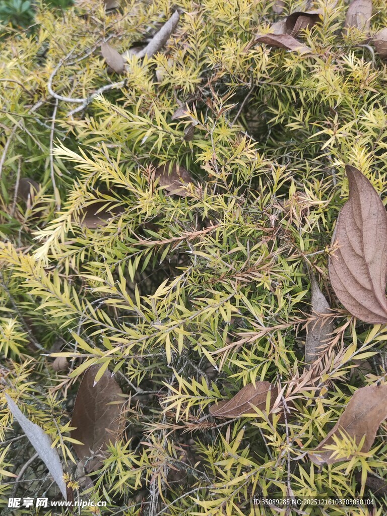 地面上的苔藓与枯叶