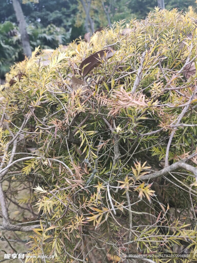 枯黄枝叶的树木景观