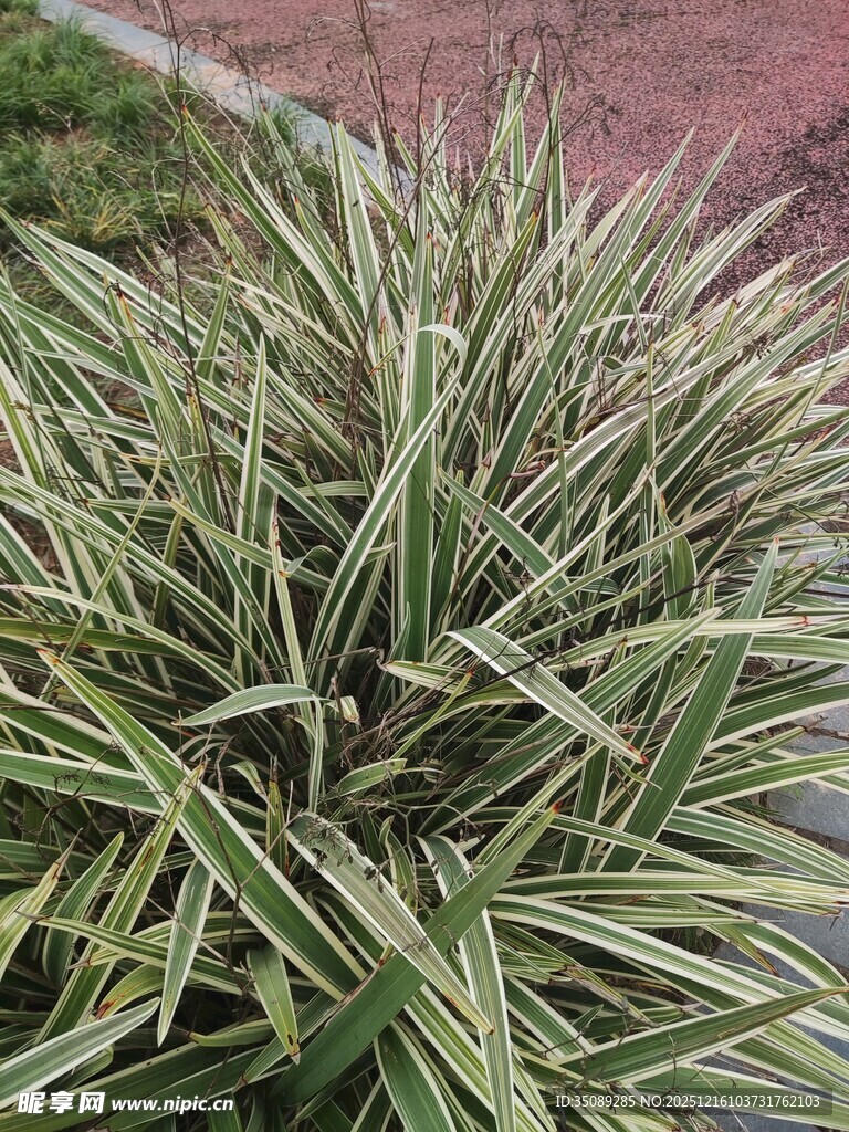 金边麦冬草特写
